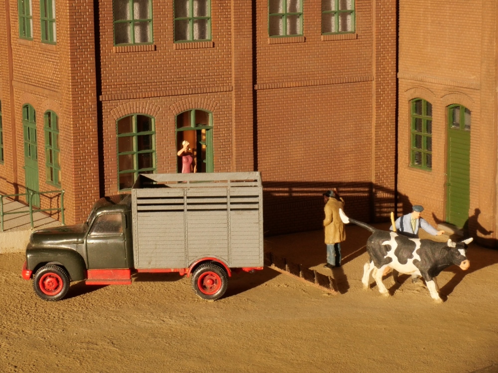 Entladung eines Rindviehs im Hof des Viehh�ndlers Kebbel